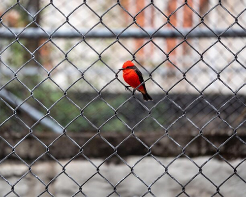 BIRD PROTECTION NET
